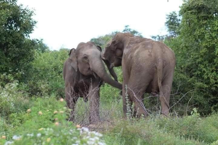 Wild Park Safari Home Stay Udawalawe Dış mekan fotoğraf