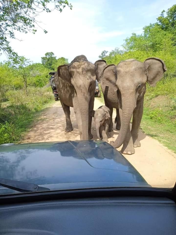 Wild Park Safari Home Stay Udawalawe Dış mekan fotoğraf