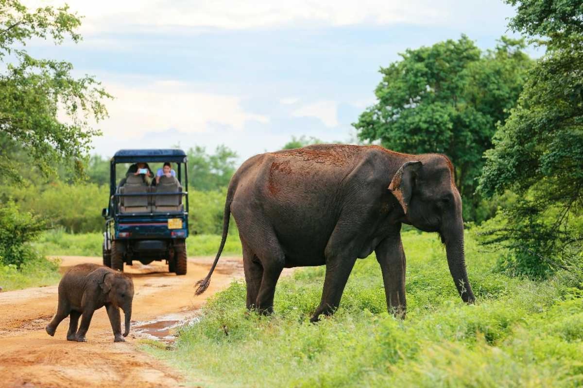 Wild Park Safari Home Stay Udawalawe Dış mekan fotoğraf