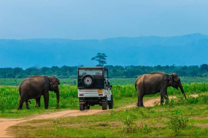 Wild Park Safari Home Stay Udawalawe Dış mekan fotoğraf